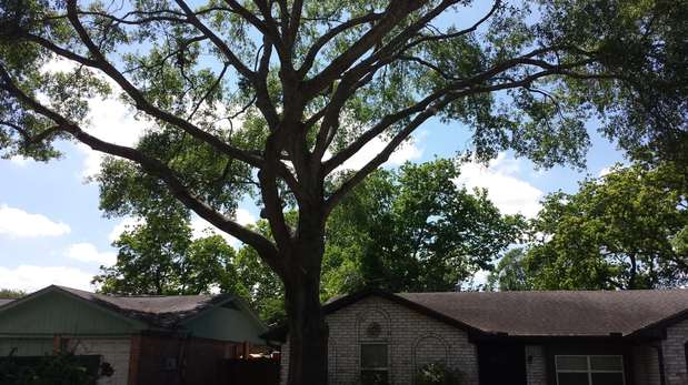 Images TNT Tree Service