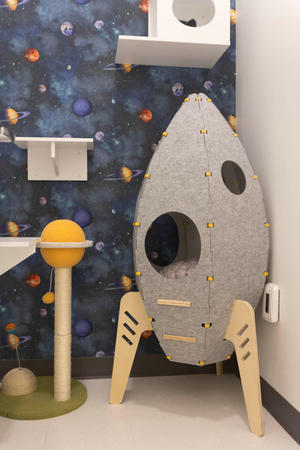 Images Cozy Cat Suites