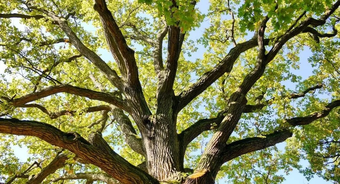 Bild 1 TREEWALKERS München in München