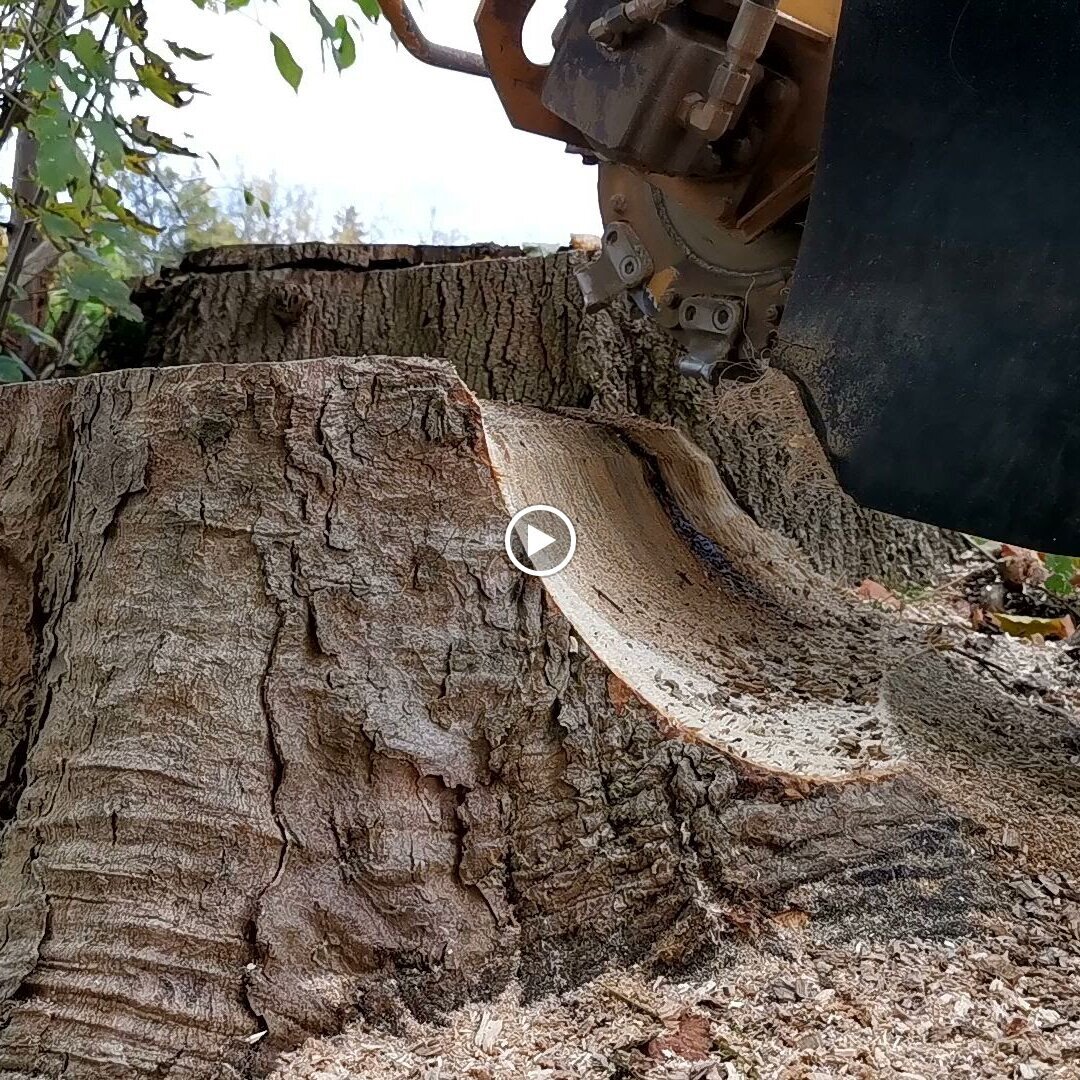 Baumstumpffräsen Tobias Baier, Mangfallstraße 16B in Bad Aibling