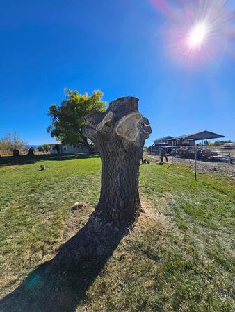 Images H & S Tree Care