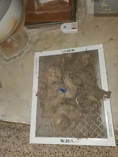 Images Dynasty Ducts
