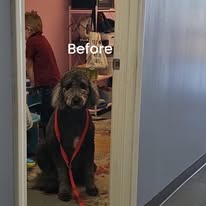 Lux Fur Pet Salon Image