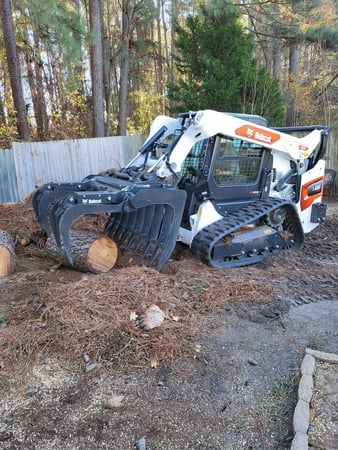 Images Carolina Tree Experts