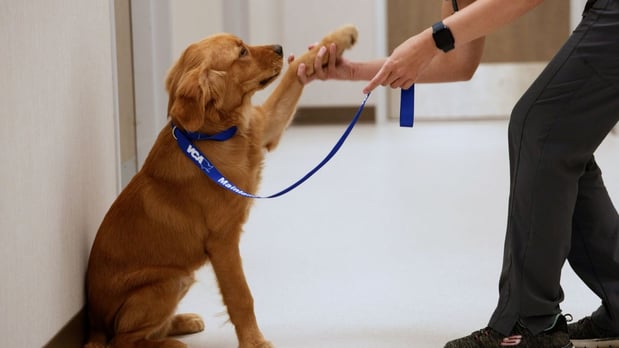 Images VCA Mainland Animal Hospital