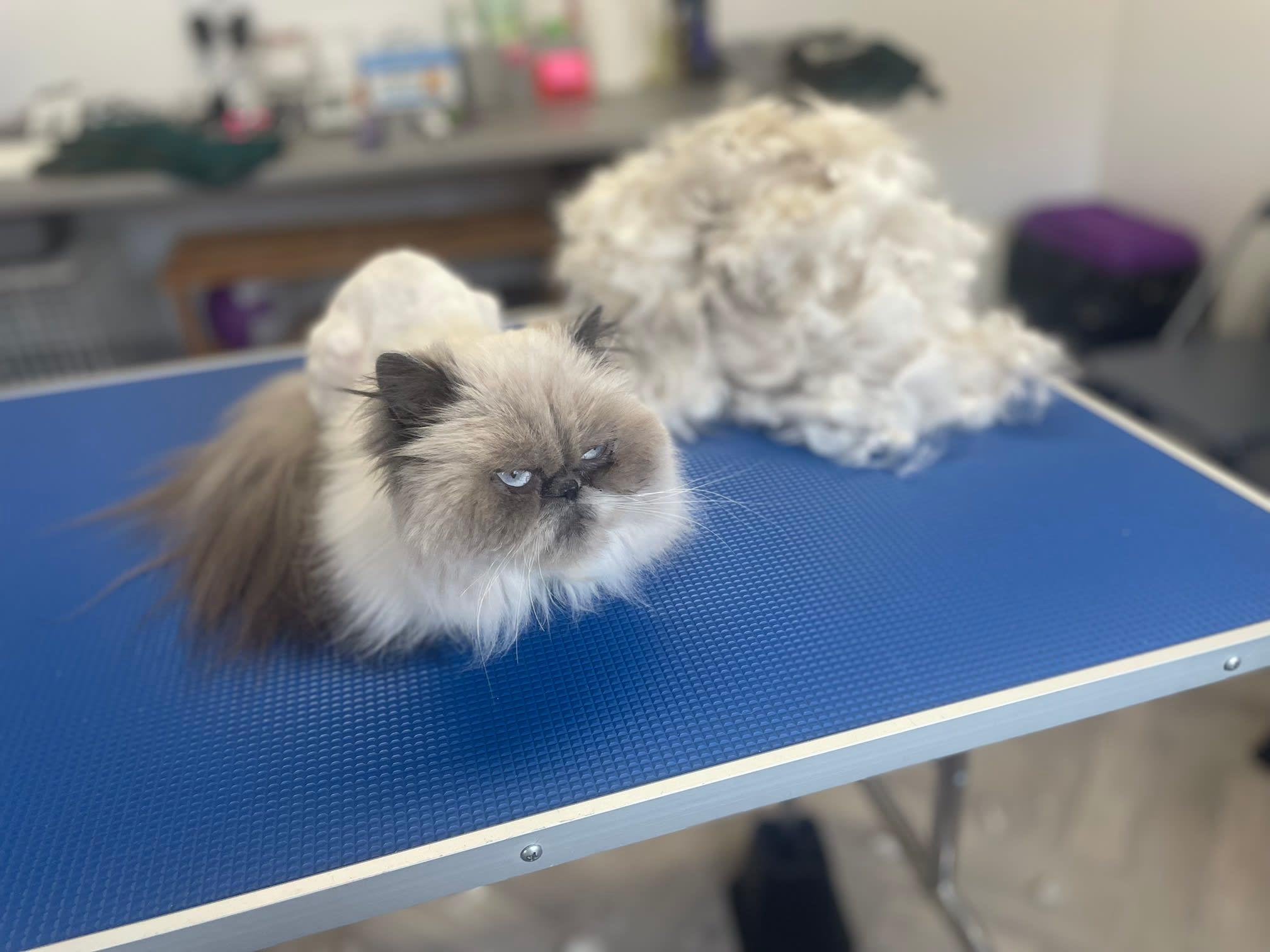 Images Cloverlea Cattery & Cat Grooming Salon