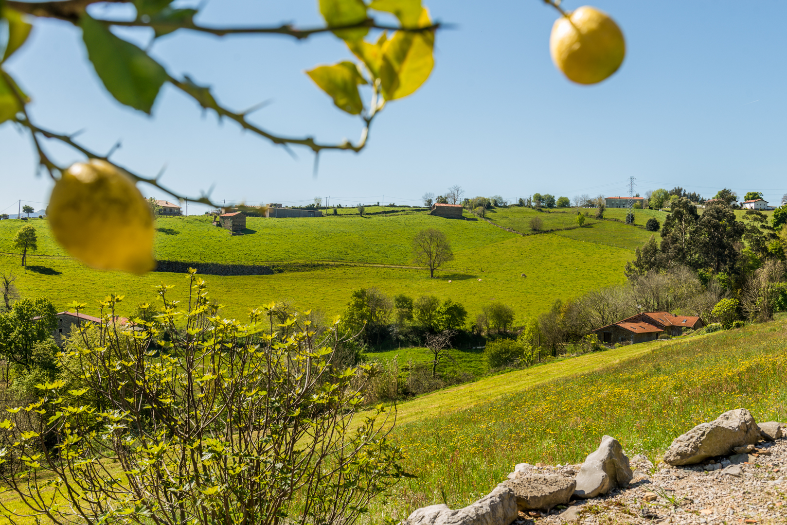 Images Casuca Rubia - Ampuero