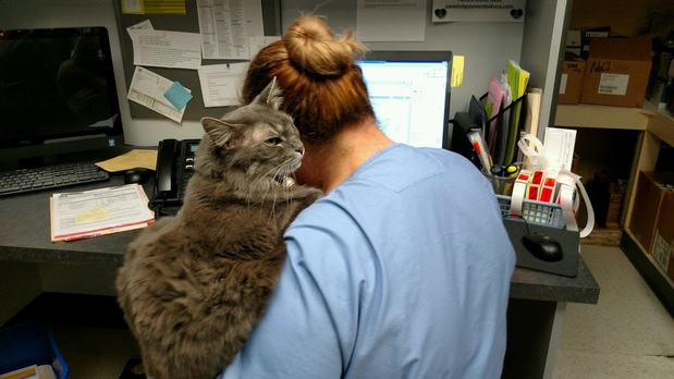 Images VCA Woodstock Animal Hospital