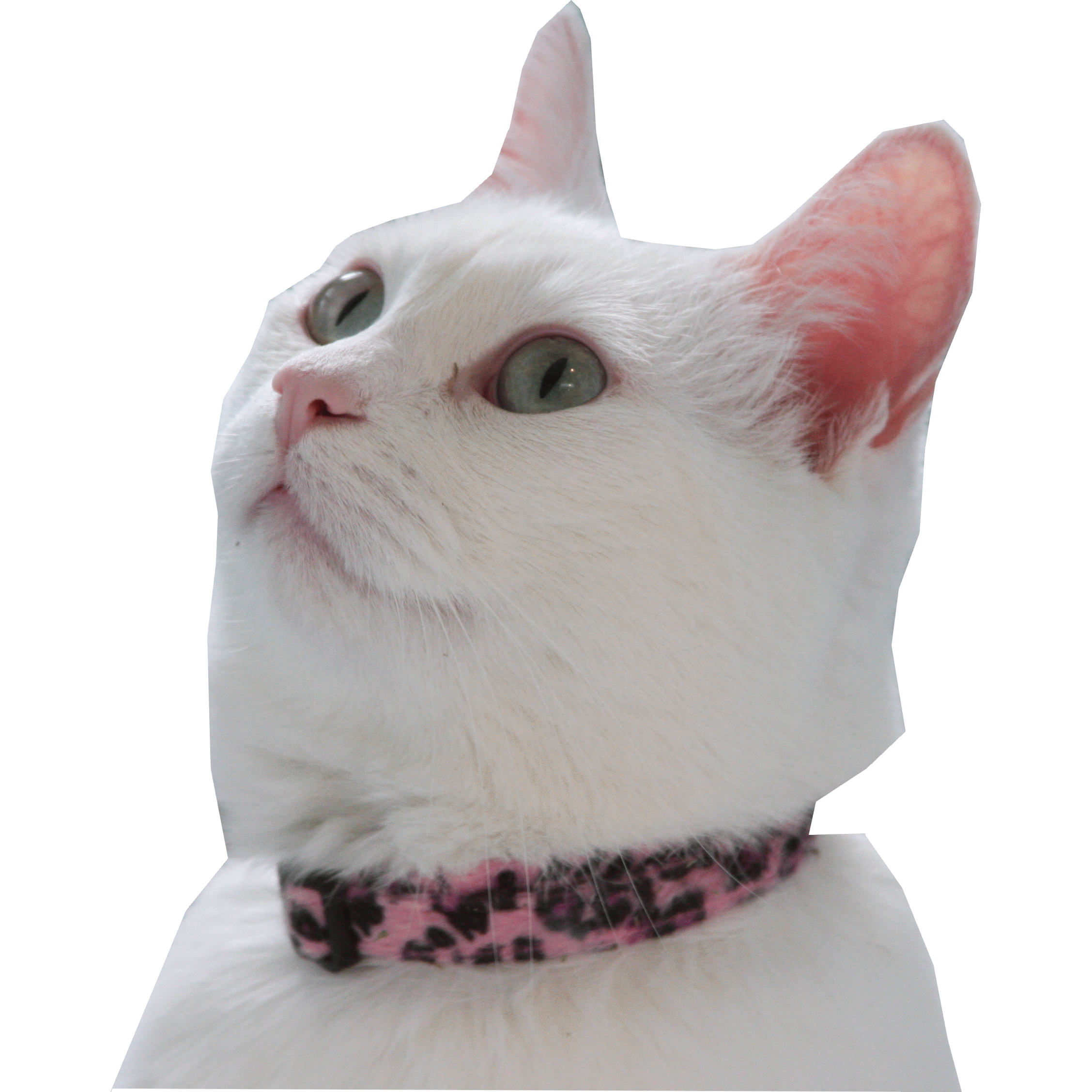 Pet Boarding For Cats Monterey California Pet Boarding For Cats Monterey California
