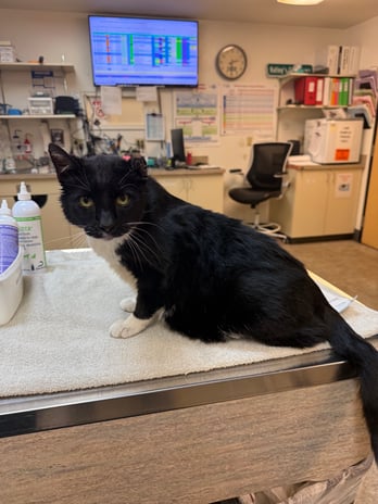 Images VCA Southeast Portland Animal Hospital