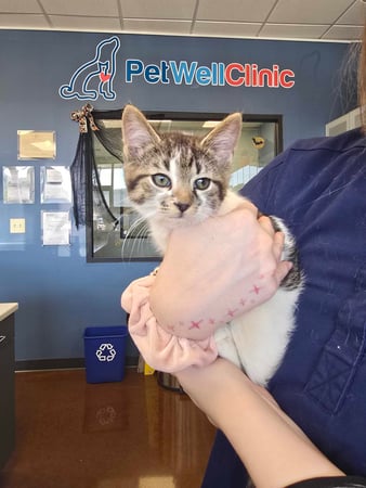 Images PetWellClinic - Emory Rd