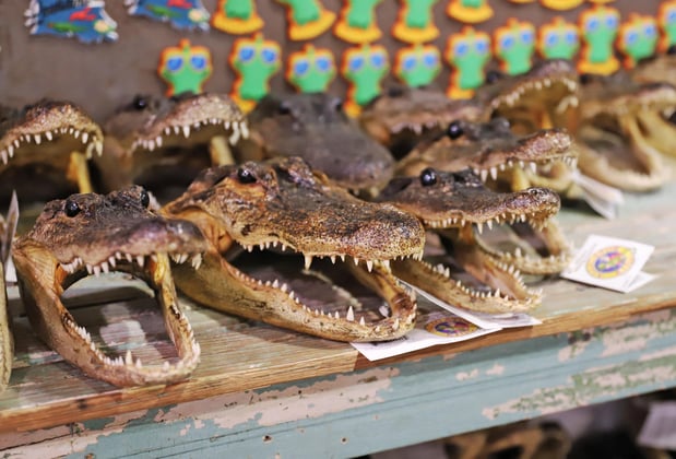 Images Cajun Encounters Tour Company