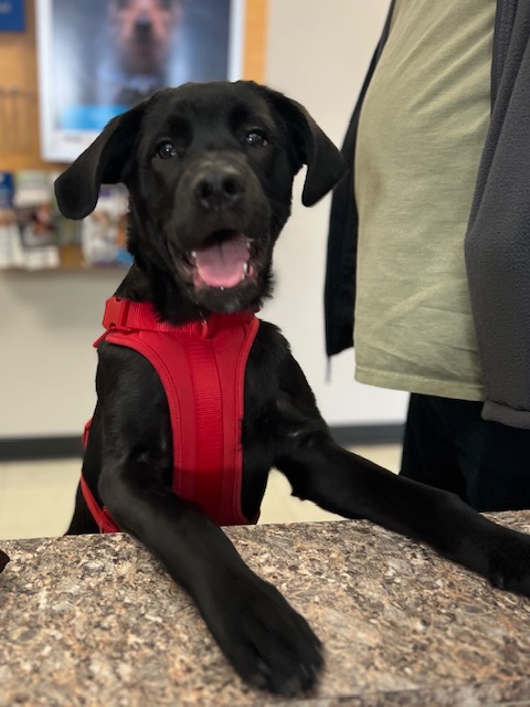 Images VCA Green Animal Hospital