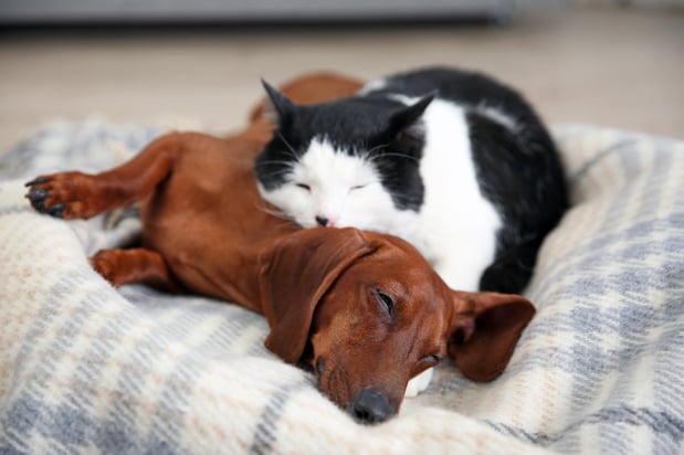 Images Acorn Lake Veterinary Service
