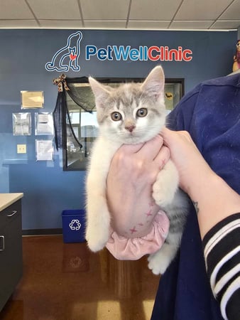 Images PetWellClinic - Emory Rd