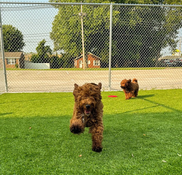 Images Feeders Pet Supply Boarding & Daycare