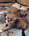 Images BabyBundles - Ragdoll Cats and Kittens