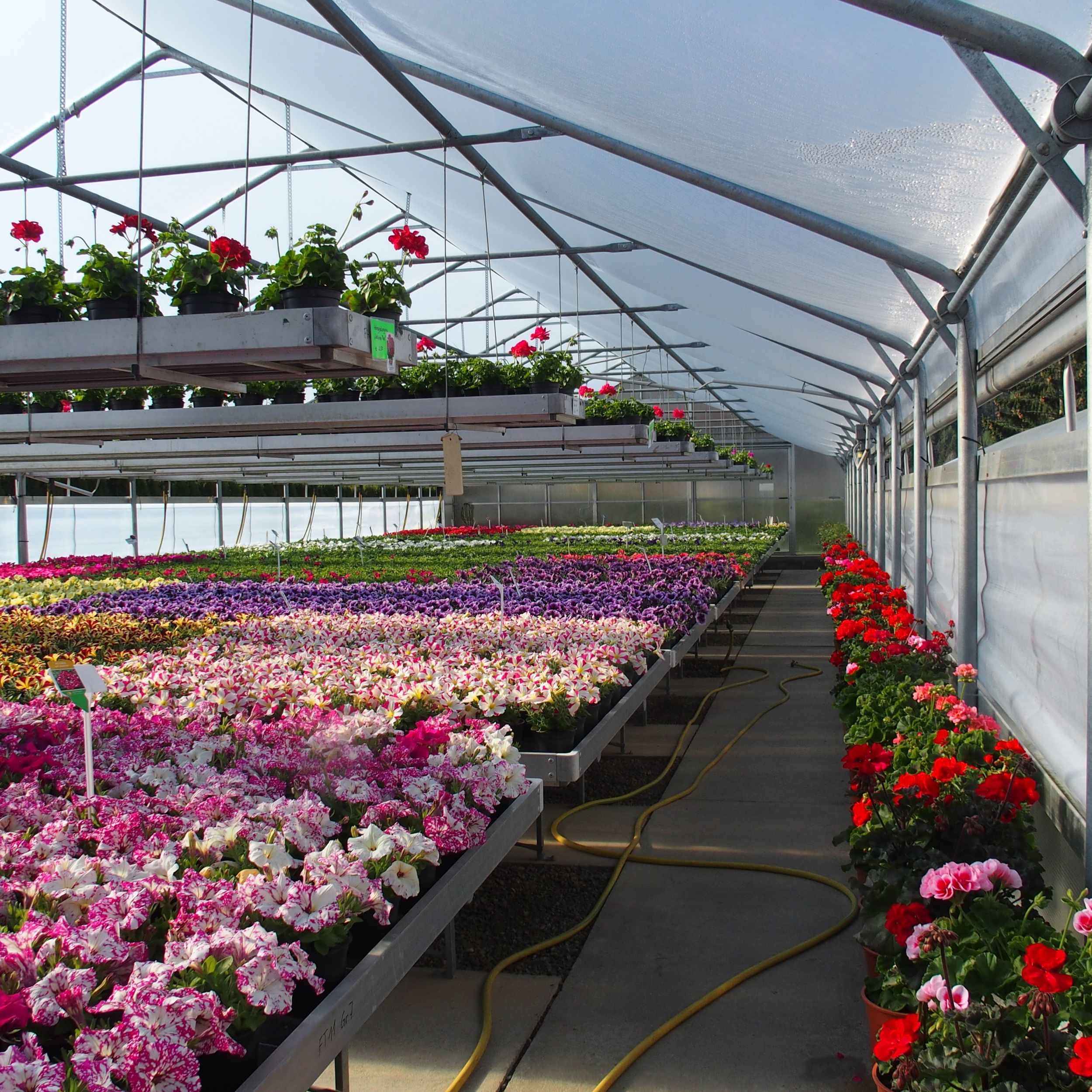 Bild 1 von Gärtnerei Blumen Ressmann
