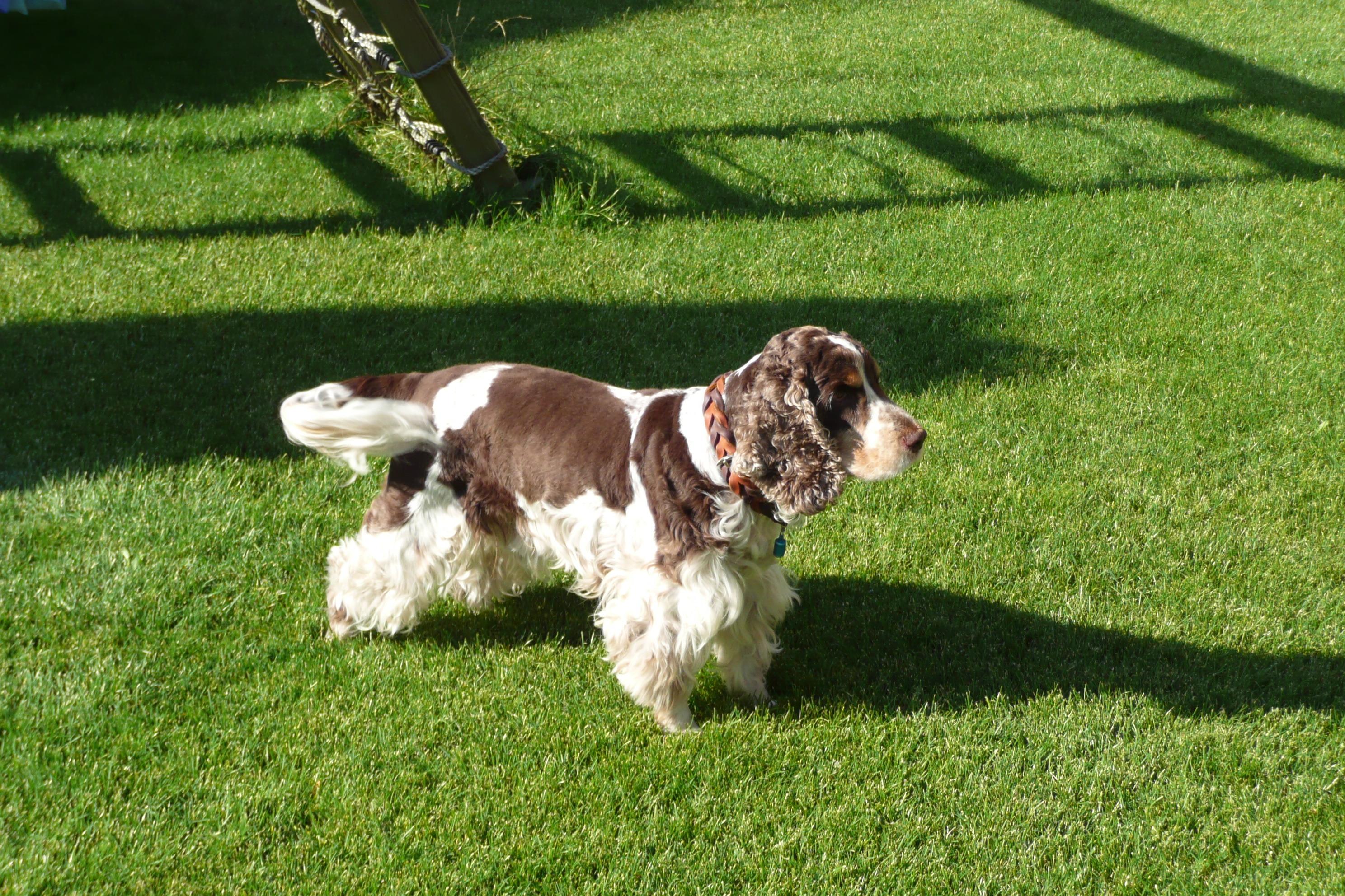 Tierarztpraxis Dr. Schmitz, Hungenerstraße 61A in Lich