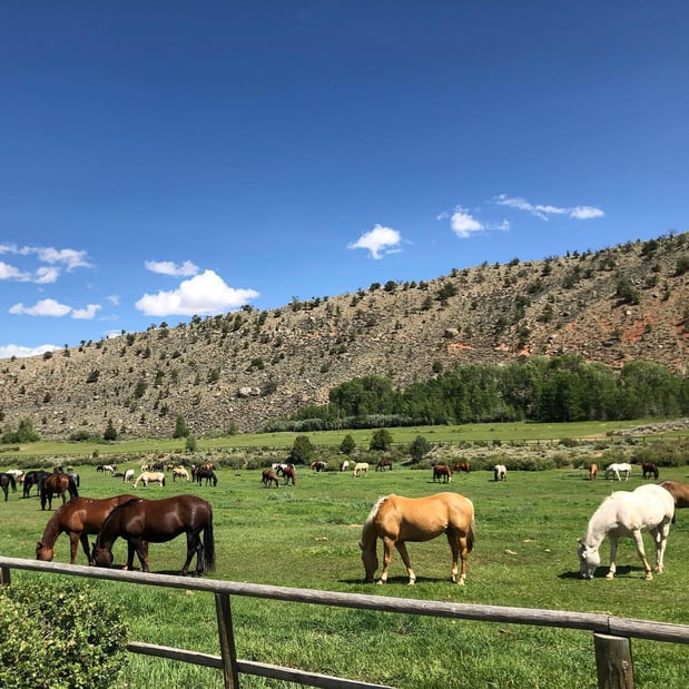 Images CM Ranch