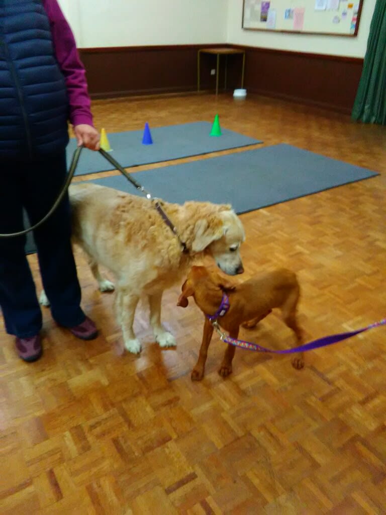 Images Chestnut Lodge Dog Training