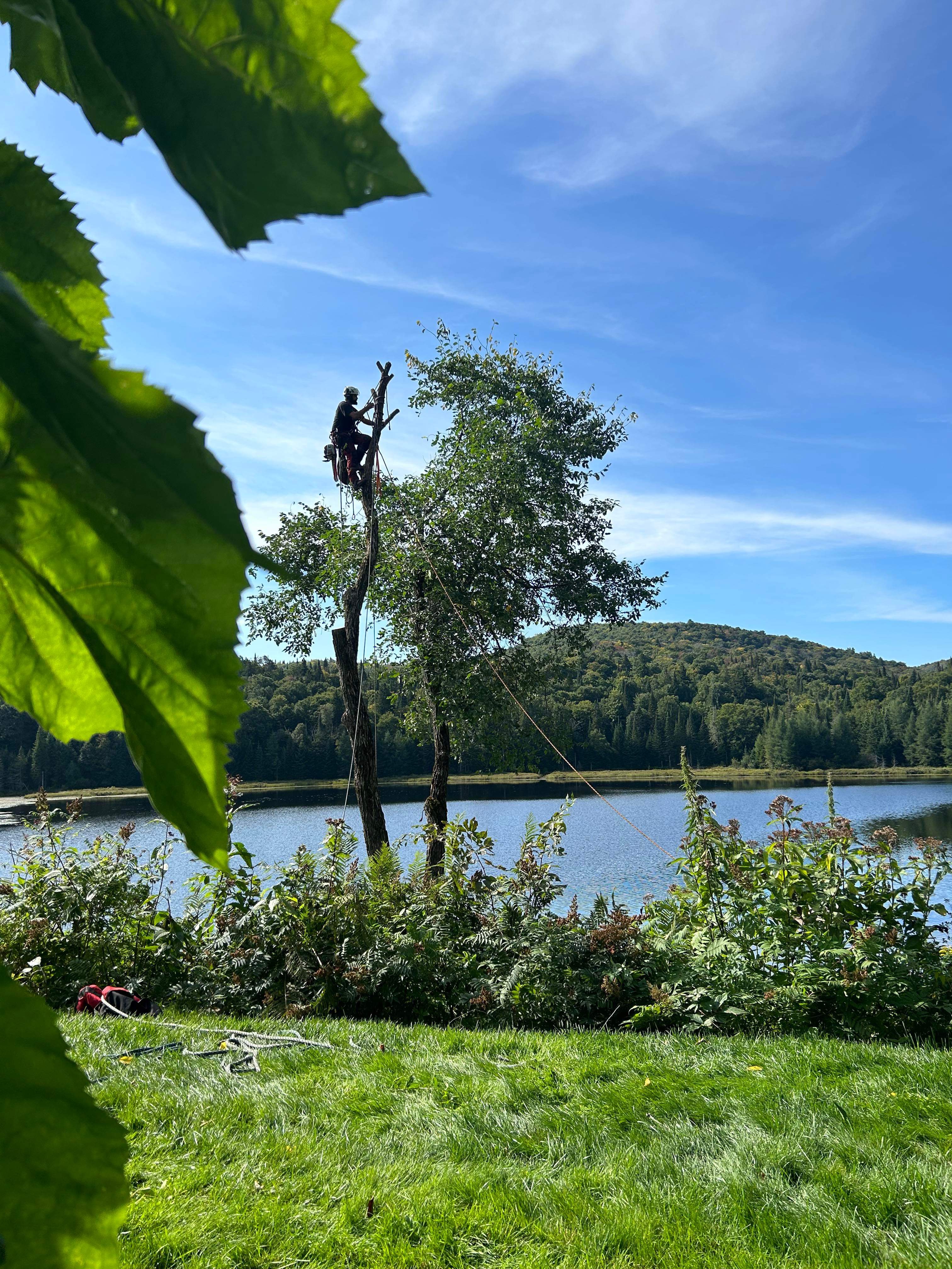 Images Élagage Frère d'Arbres