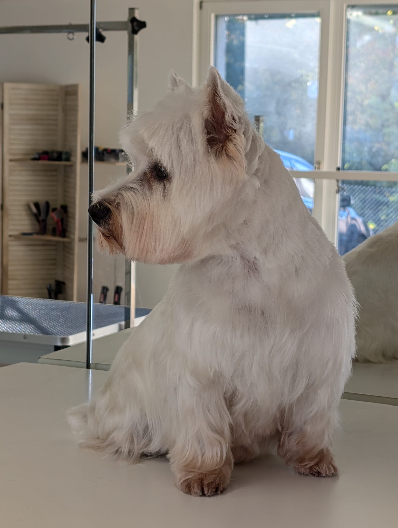 Bilder HUND UM by Sabrina Vogt