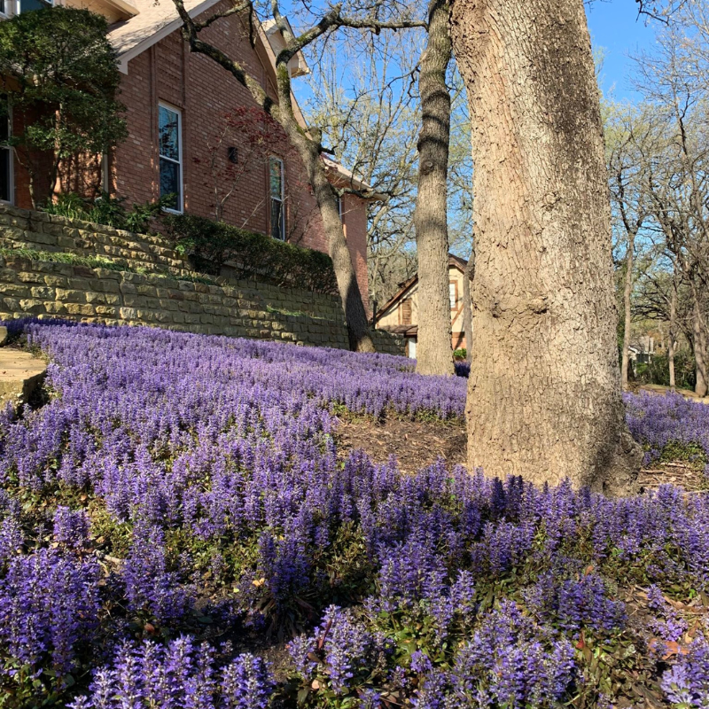 Smith Lawn and Tree