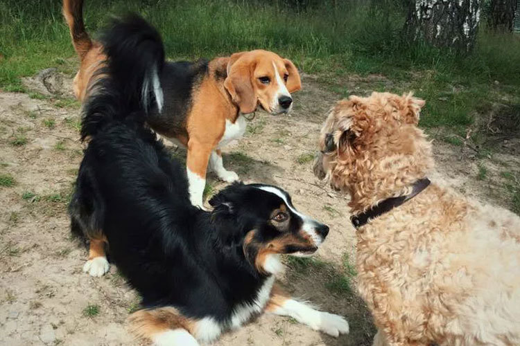 Images Thorsheim Hundehotell