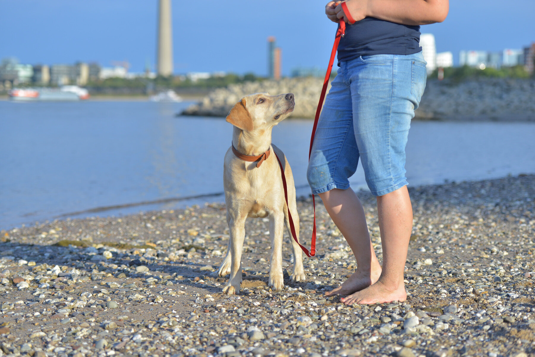 Bilder Hundezentrum Lapki
