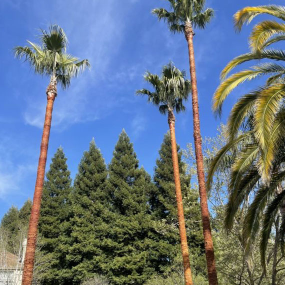 Ubaldino Tree Service LLC - tree trimming