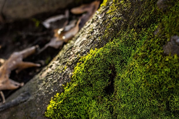 Images AAA Tree Experts