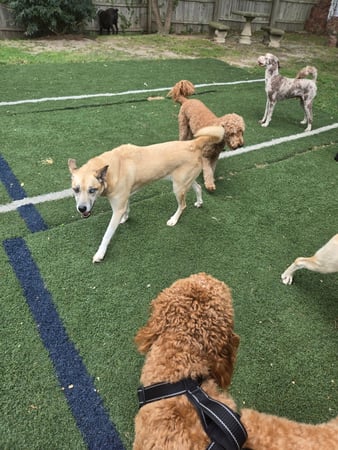 Images Wag Watchers DayCare & Spa