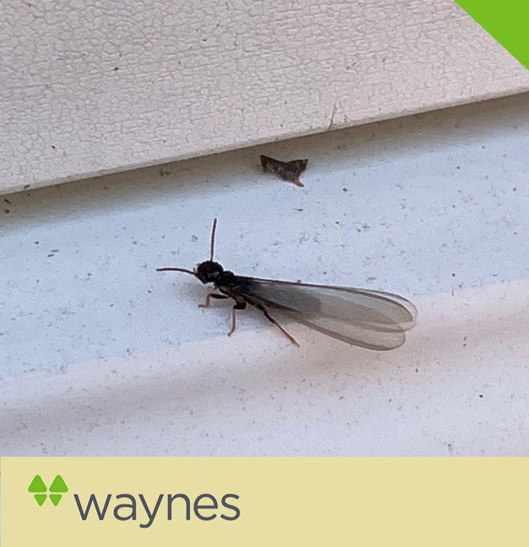 Image 2 | Waynes Pest Control