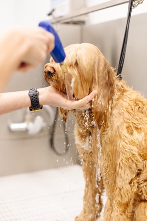 Images Sparkle Grooming Co.