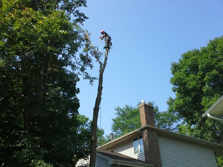 Golden Oak Tree Service