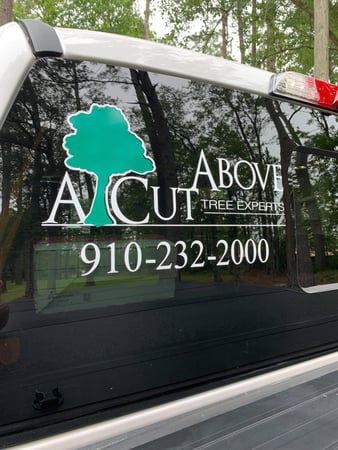 Images A Cut Above Tree Experts