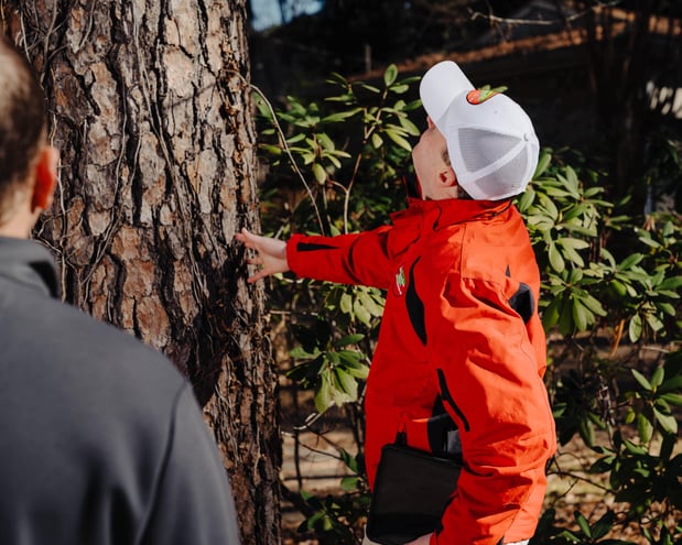 Images Northside Tree Professionals