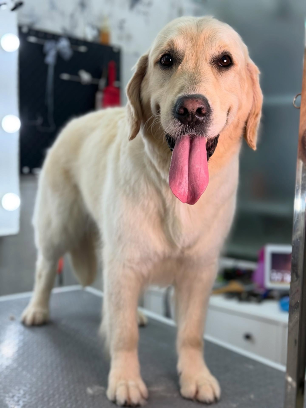 Images Grooming Studio