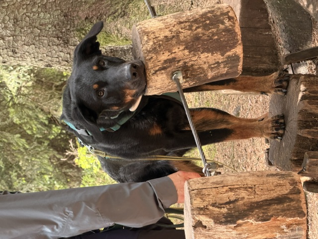 Hundeschule DogGeeks® TonCane: Online & Mobil, Voßbarg 23 in Seevetal