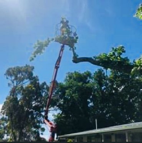Images All Suburbs Tree & Stump Removal