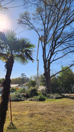 Images Broken Branch Tree Service LLC