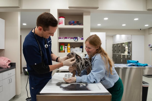 Images Furgent Care Vet