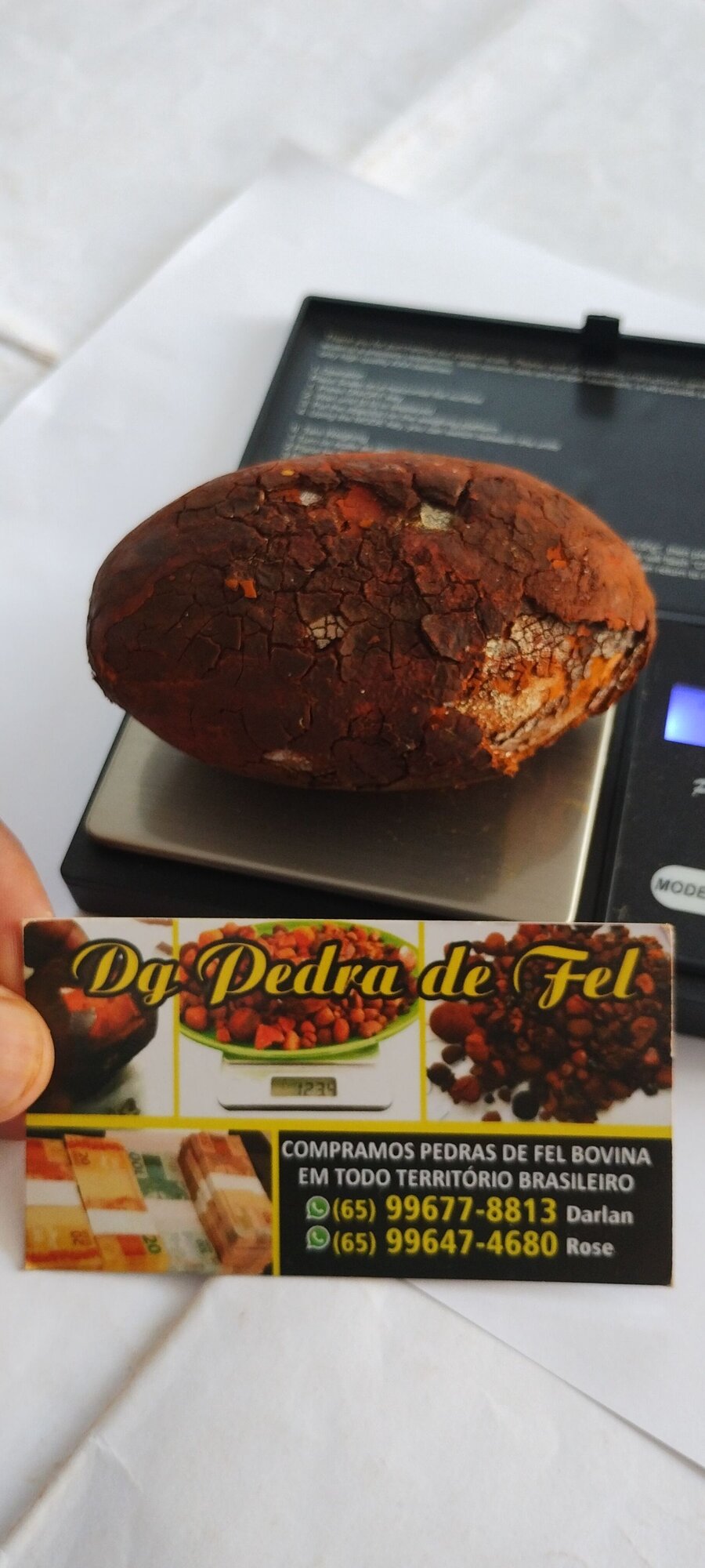 Images Dg pedras de fel bovinos