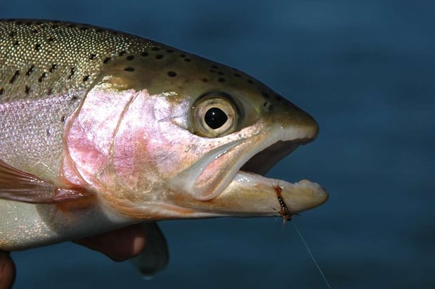 Images Hilton Garden Inn Redding