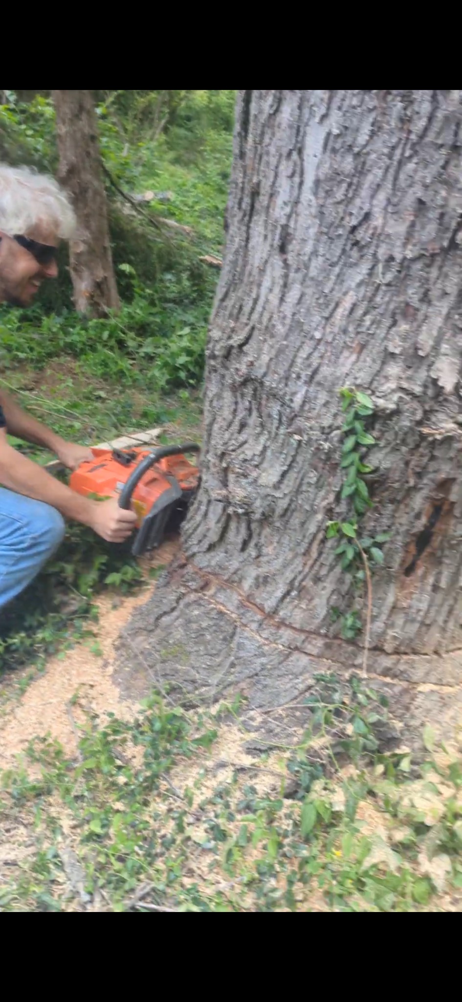 R and A Tree Service Inc Image