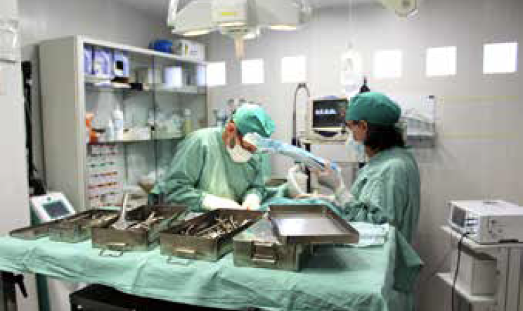 Clínica Veterinaria El Cabo - Hospital veterinario urgencias 24h Alicante.
