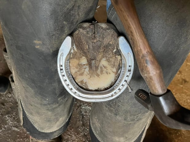 Images Morrison's Farrier & Barefoot Trim Service