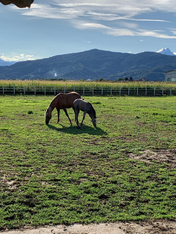 Images Girardi Stable A.S.D.