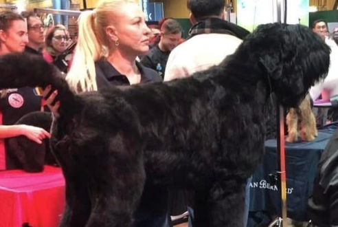 Images Ciuffo Ribelle Toelettatura per Cani